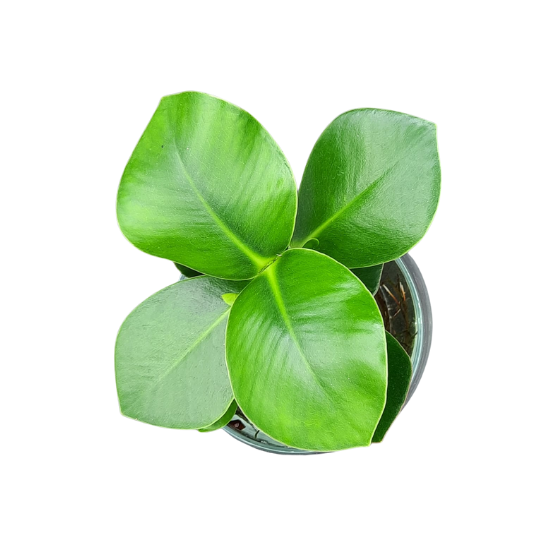 Water Plant